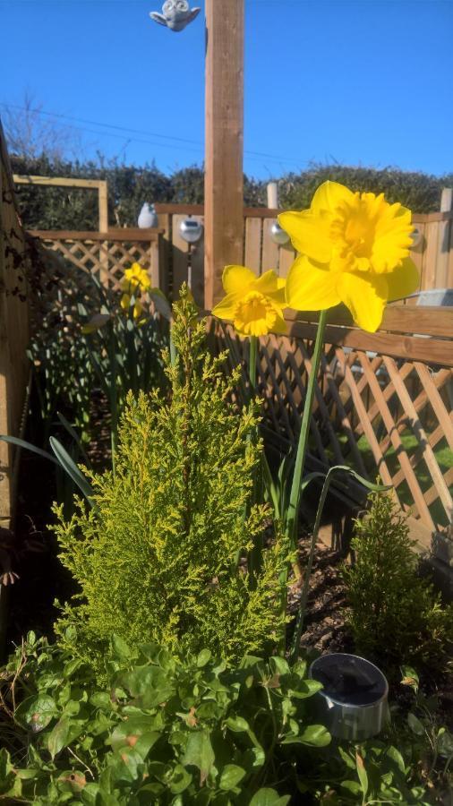 Owly 'Ouse Bed & Breakfast Barnstaple Dış mekan fotoğraf